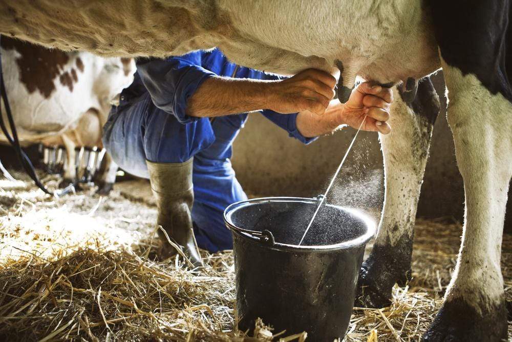 Why The Dangers Of Raw Milk Outweigh Its Benefits – DrFormulas