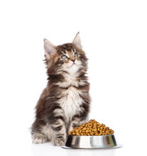 Nexabiotic Probiotics for Cats Diarrhea Treatment Supplement, 30 Doses