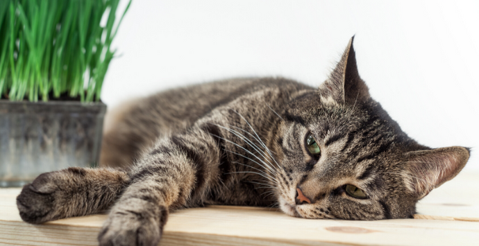 IBS in Cats: The Complete Guide to Recovery